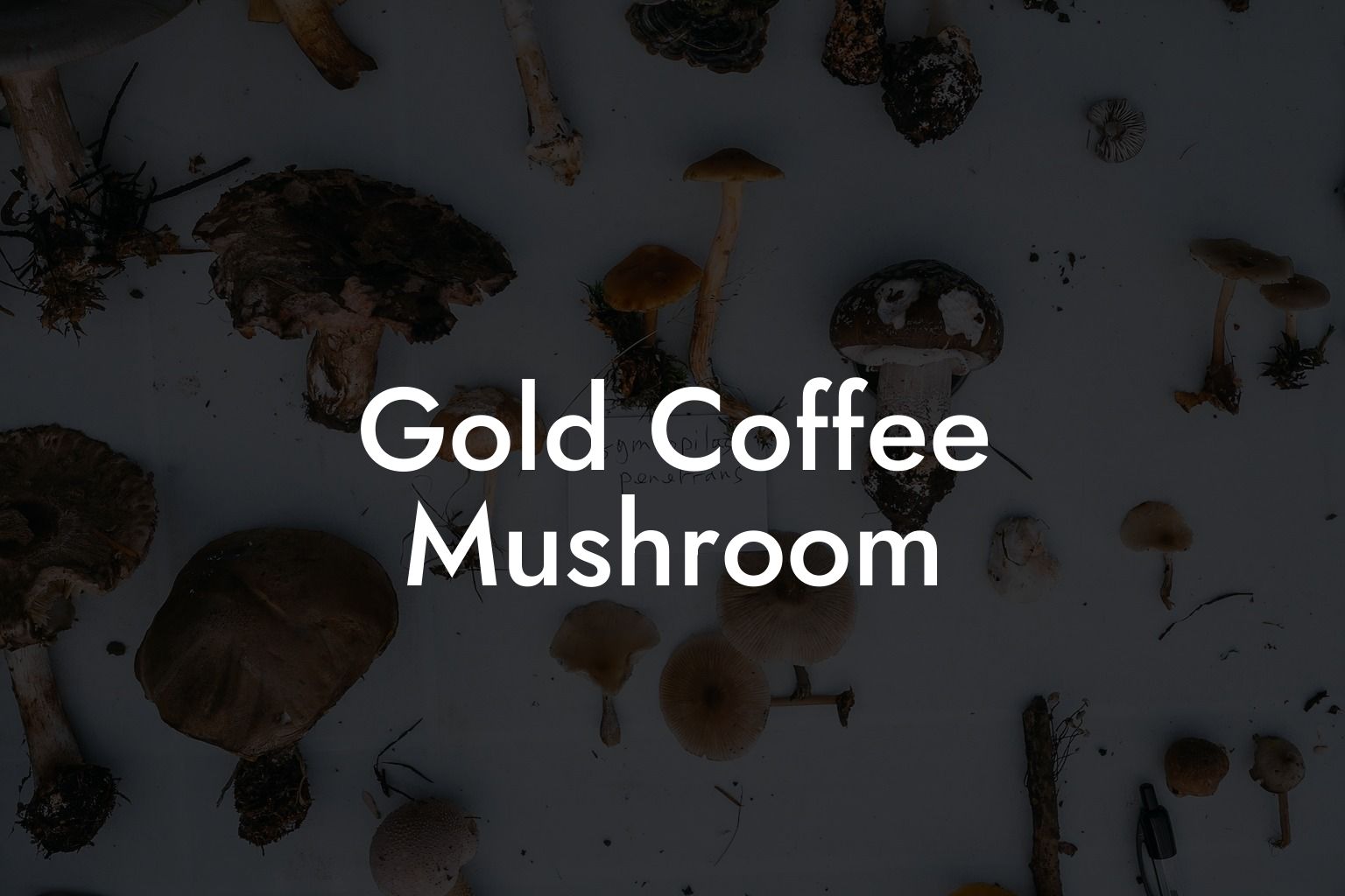 Gold Coffee Mushroom