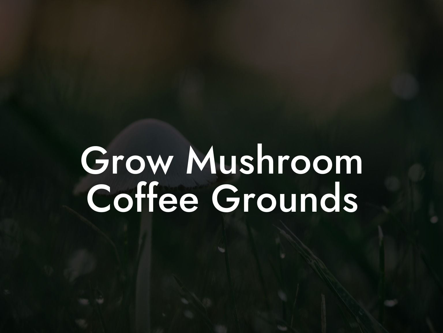 Grow Mushroom Coffee Grounds