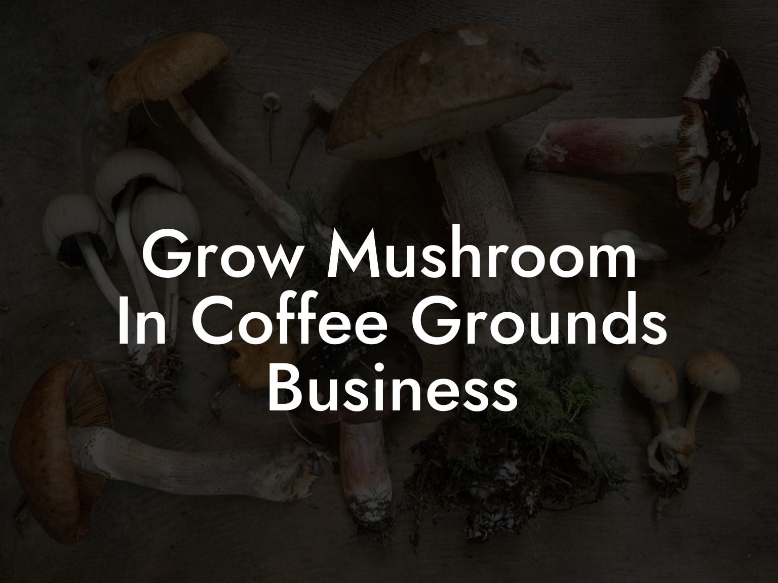 Grow Mushroom In Coffee Grounds Business