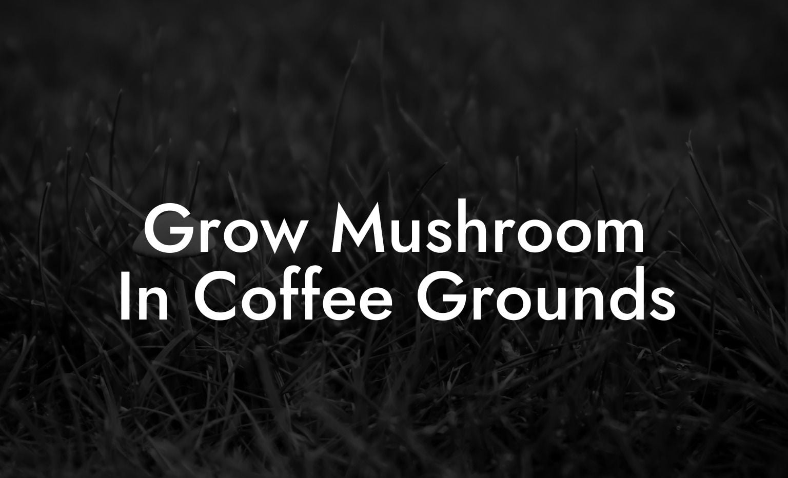 Grow Mushroom In Coffee Grounds