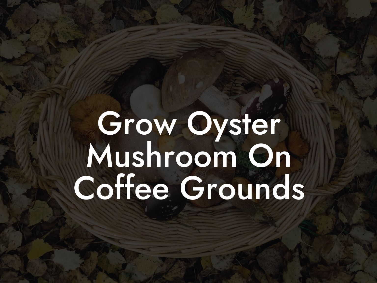 Grow Oyster Mushroom On Coffee Grounds