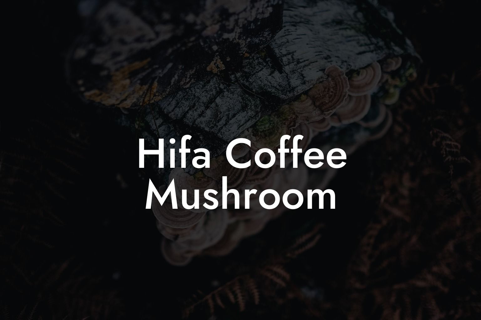 Hifa Coffee Mushroom