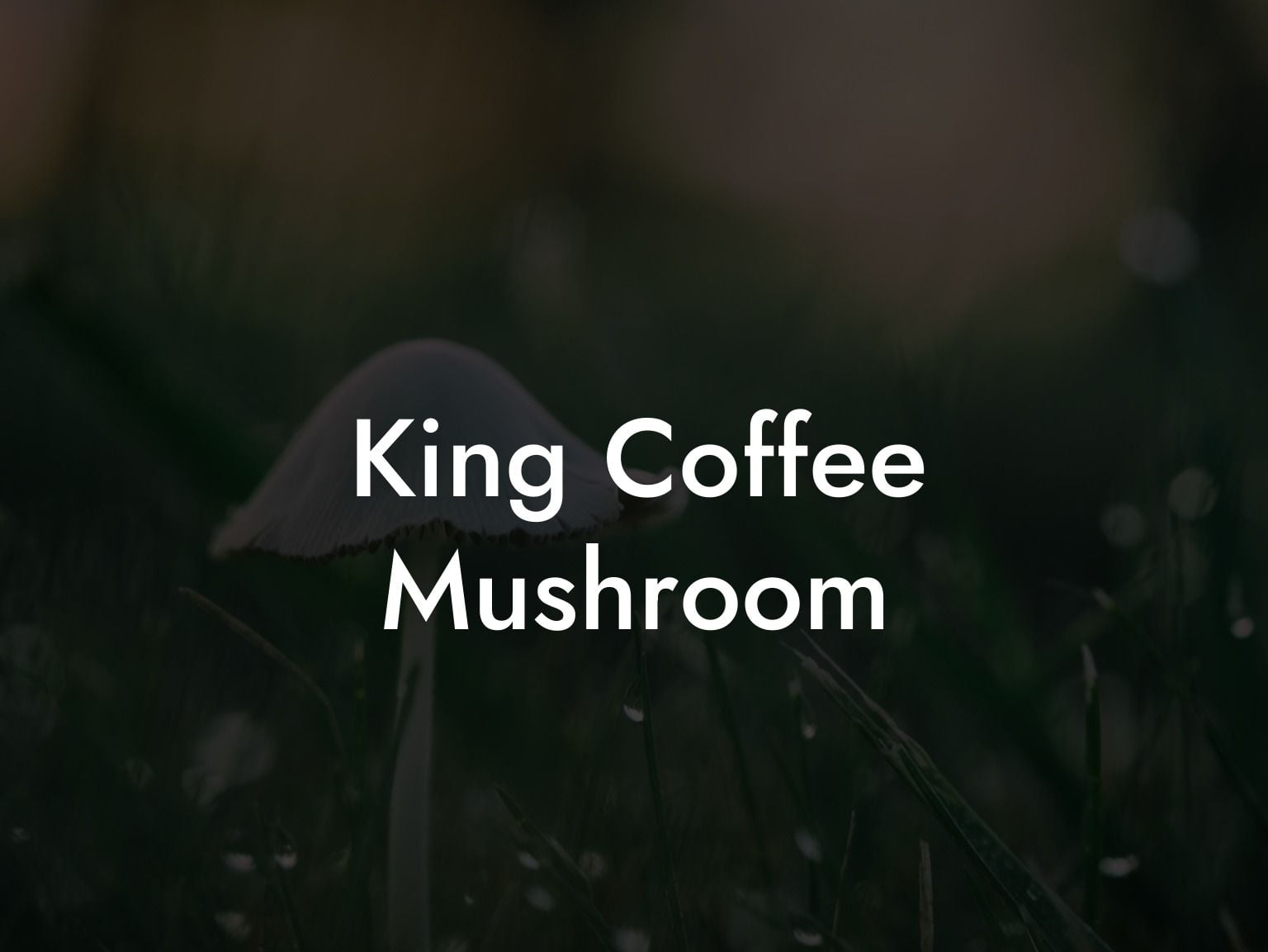 King Coffee Mushroom