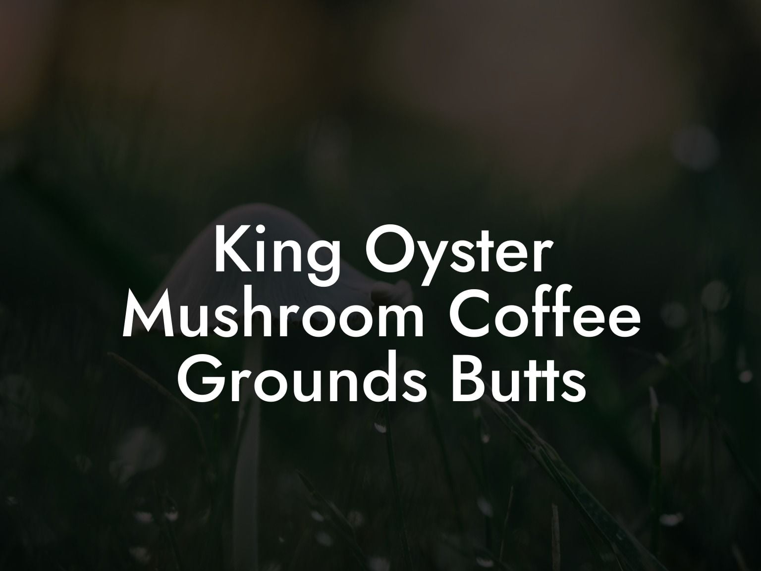 King Oyster Mushroom Coffee Grounds Butts