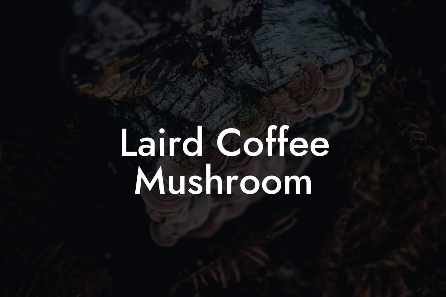 Laird Coffee Mushroom