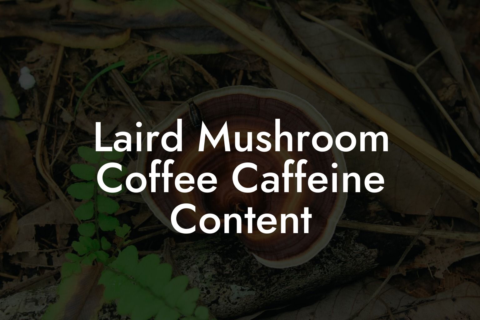 Laird Mushroom Coffee Caffeine Content - Mr Mushroom