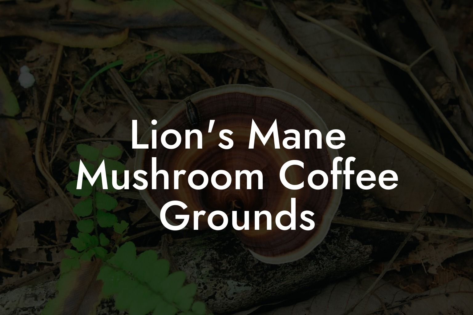 Lion's Mane Mushroom Coffee Grounds