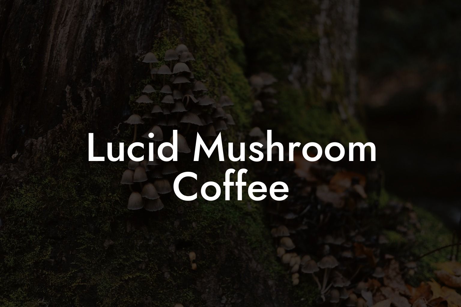 Lucid Mushroom Coffee