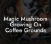Magic Mushroom Growing On Coffee Grounds
