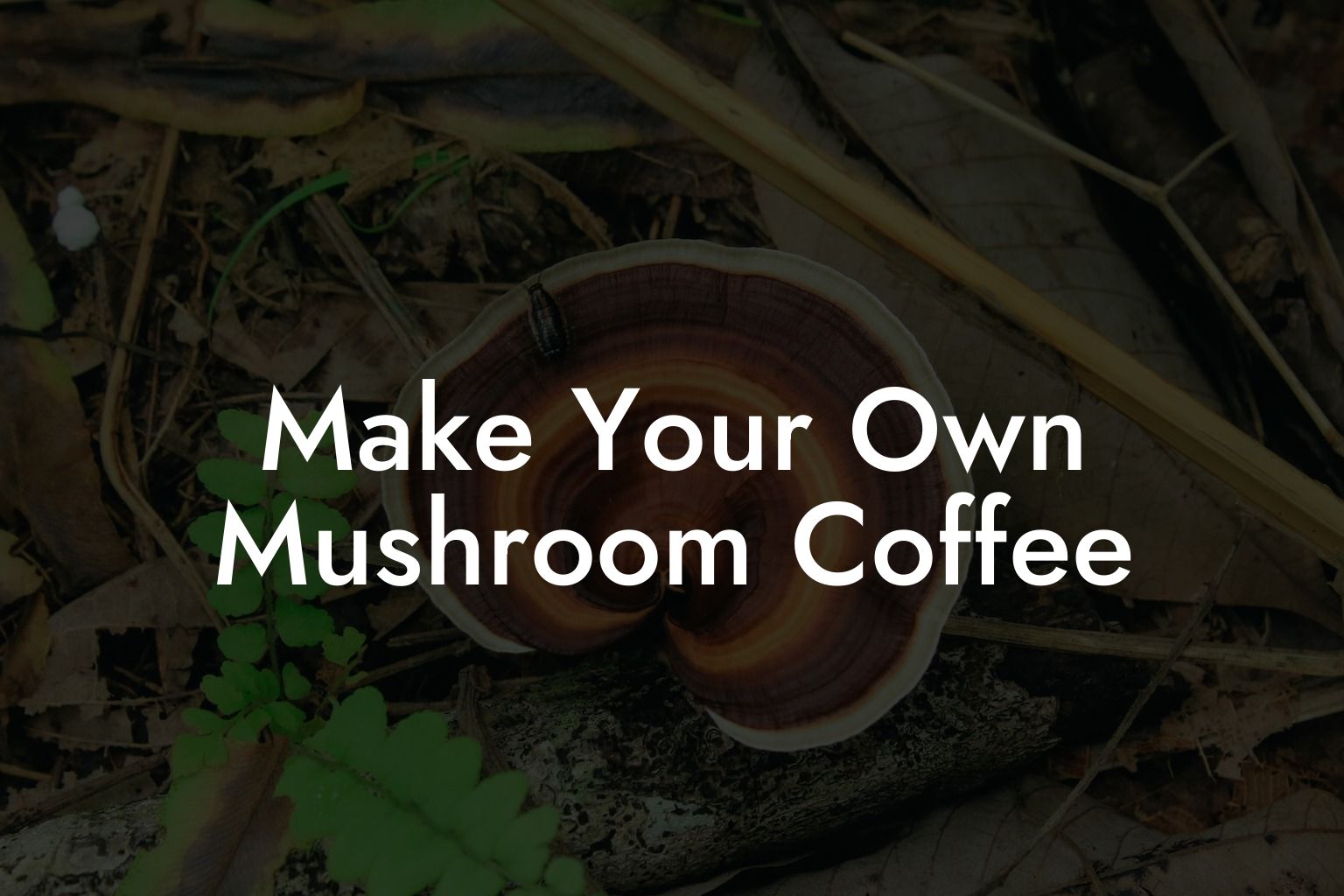 Make Your Own Mushroom Coffee