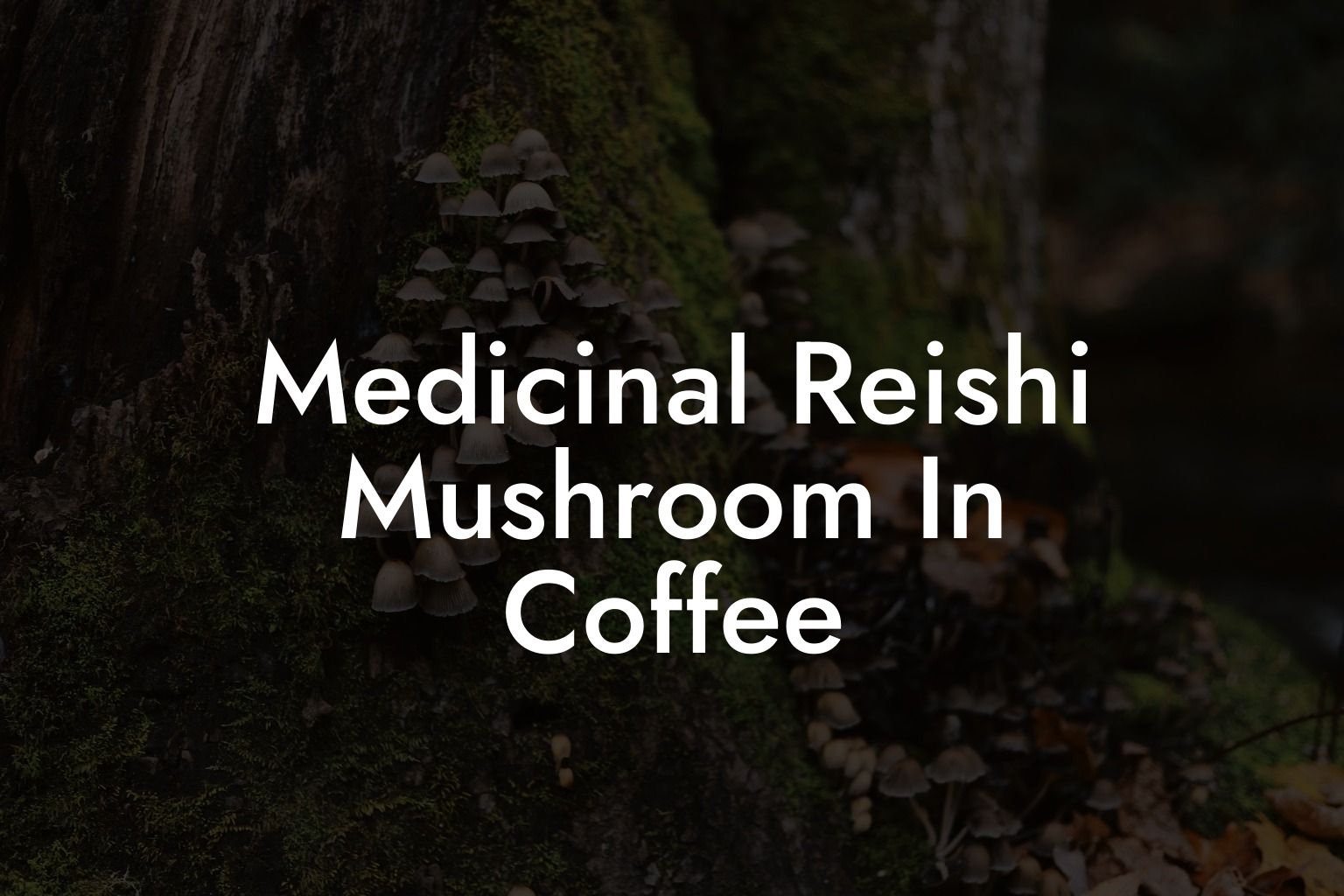 Medicinal Reishi Mushroom In Coffee
