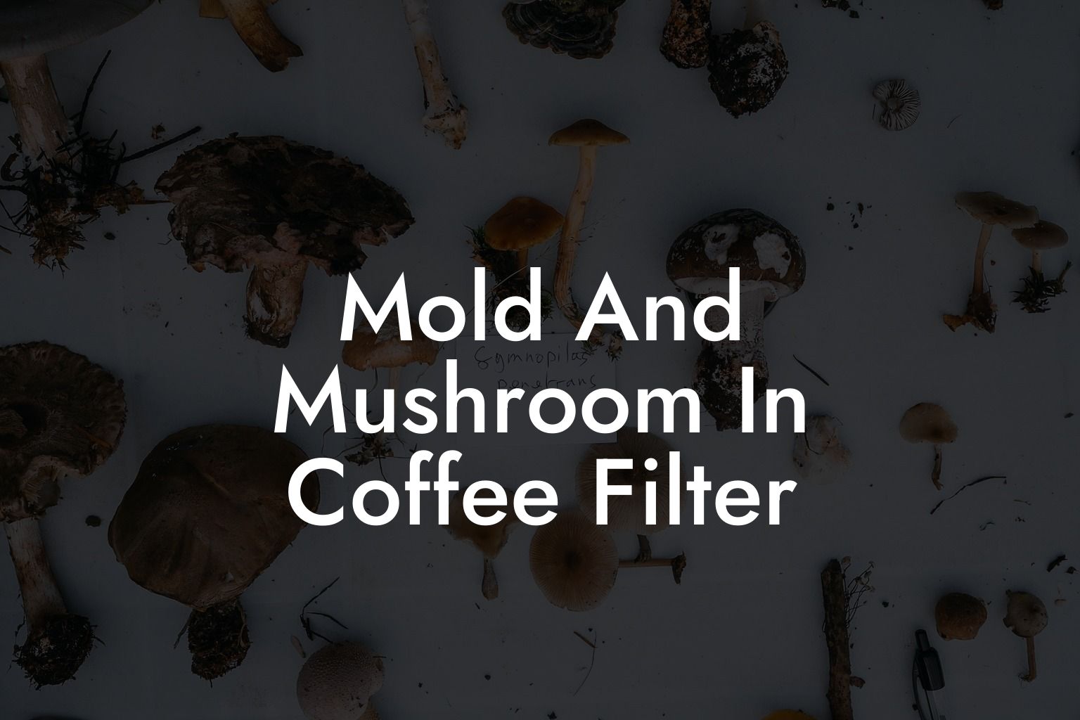 Mold And Mushroom In Coffee Filter
