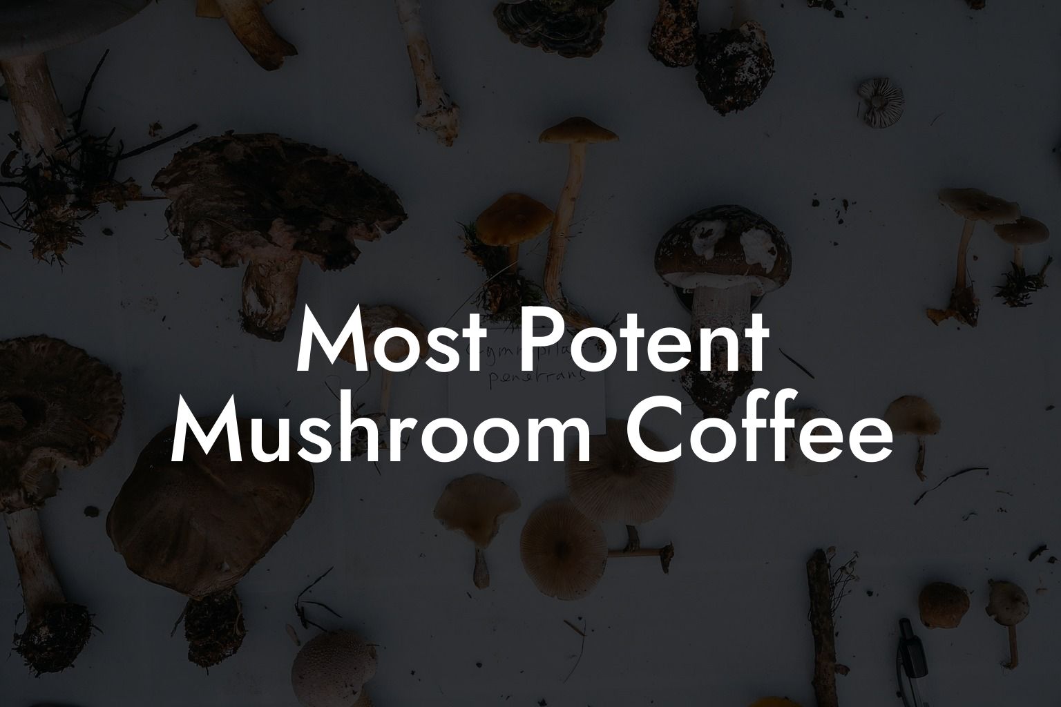 Most Potent Mushroom Coffee