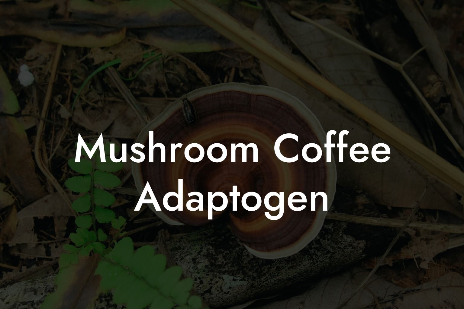 Mushroom Coffee Adaptogen