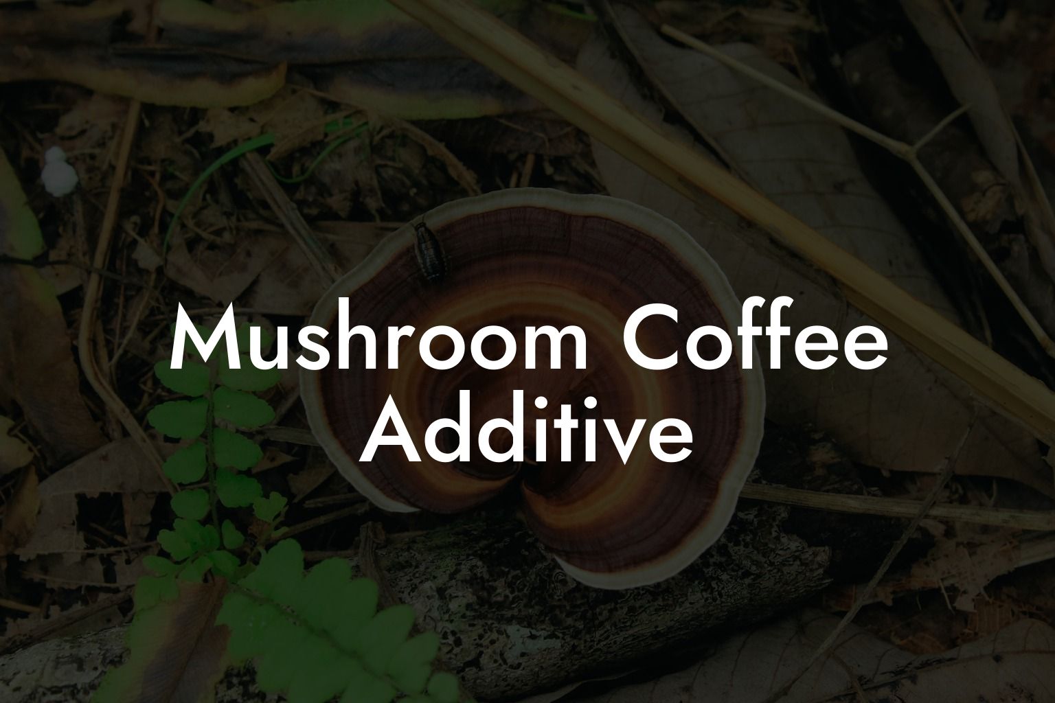 Mushroom Coffee Additive