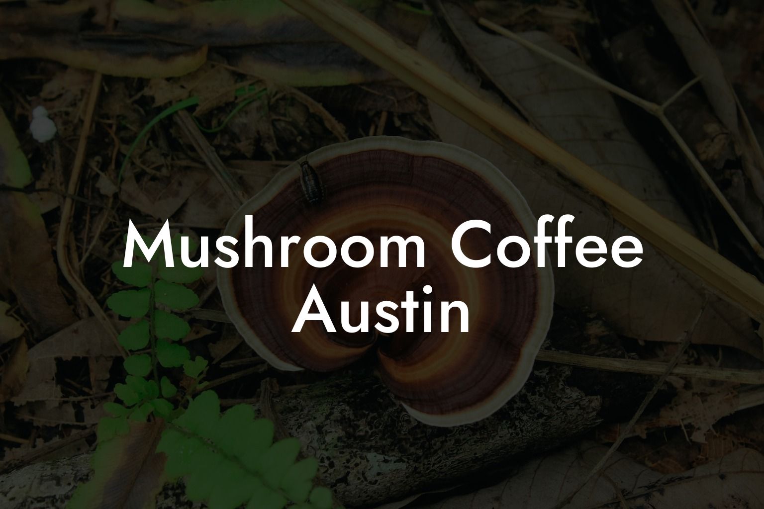 Mushroom Coffee Austin