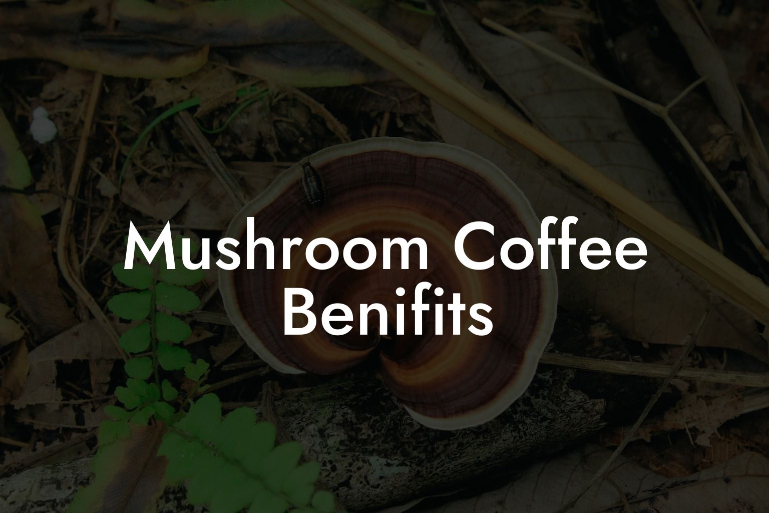 Mushroom Coffee Benifits