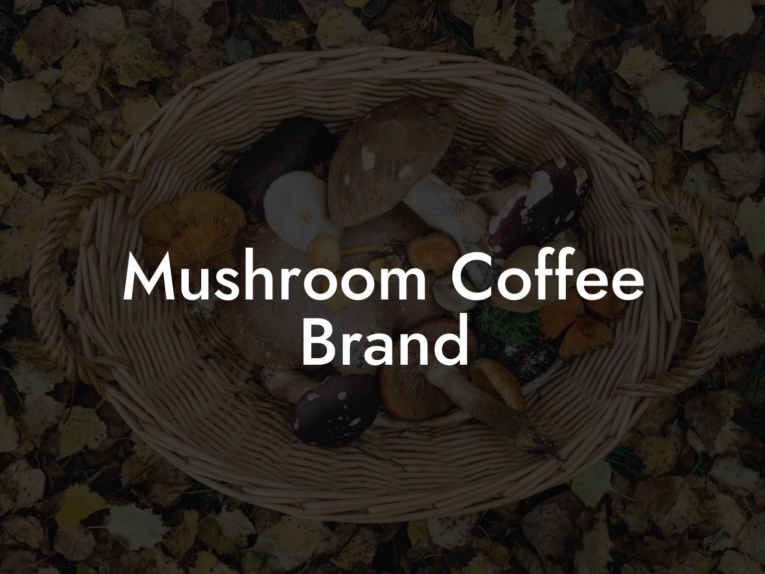 Mushroom Coffee Brand