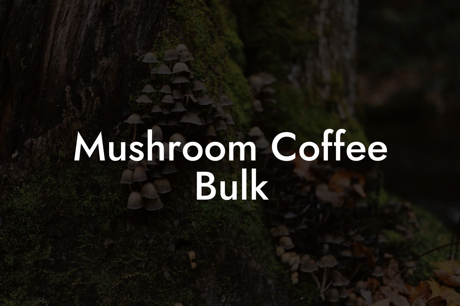 Mushroom Coffee Bulk