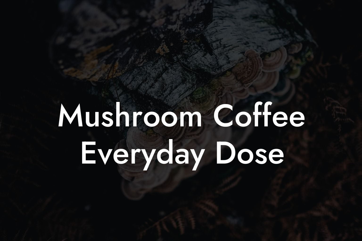 Mushroom Coffee Everyday Dose