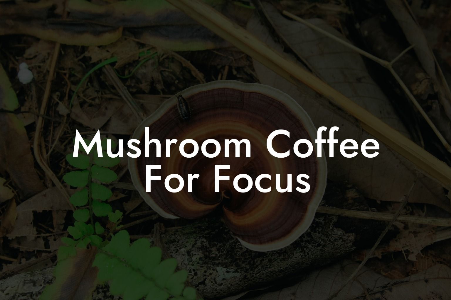 Mushroom Coffee For Focus