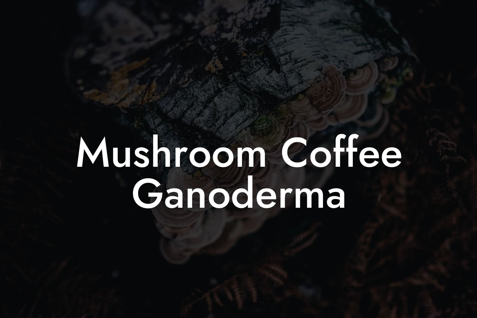 Mushroom Coffee Ganoderma
