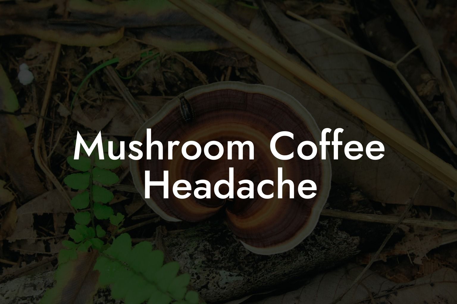 Mushroom Coffee Headache