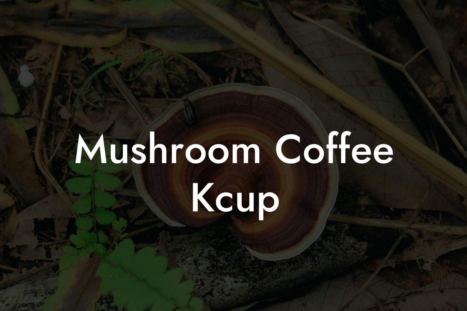 Mushroom Coffee Kcup