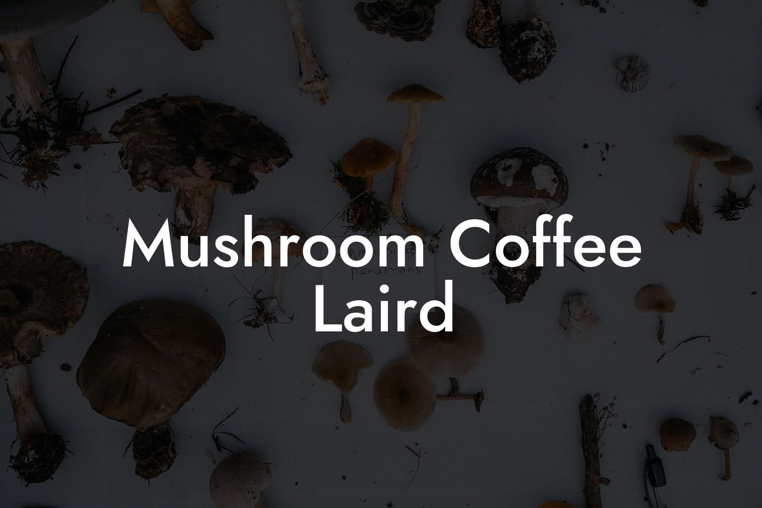 Mushroom Coffee Laird