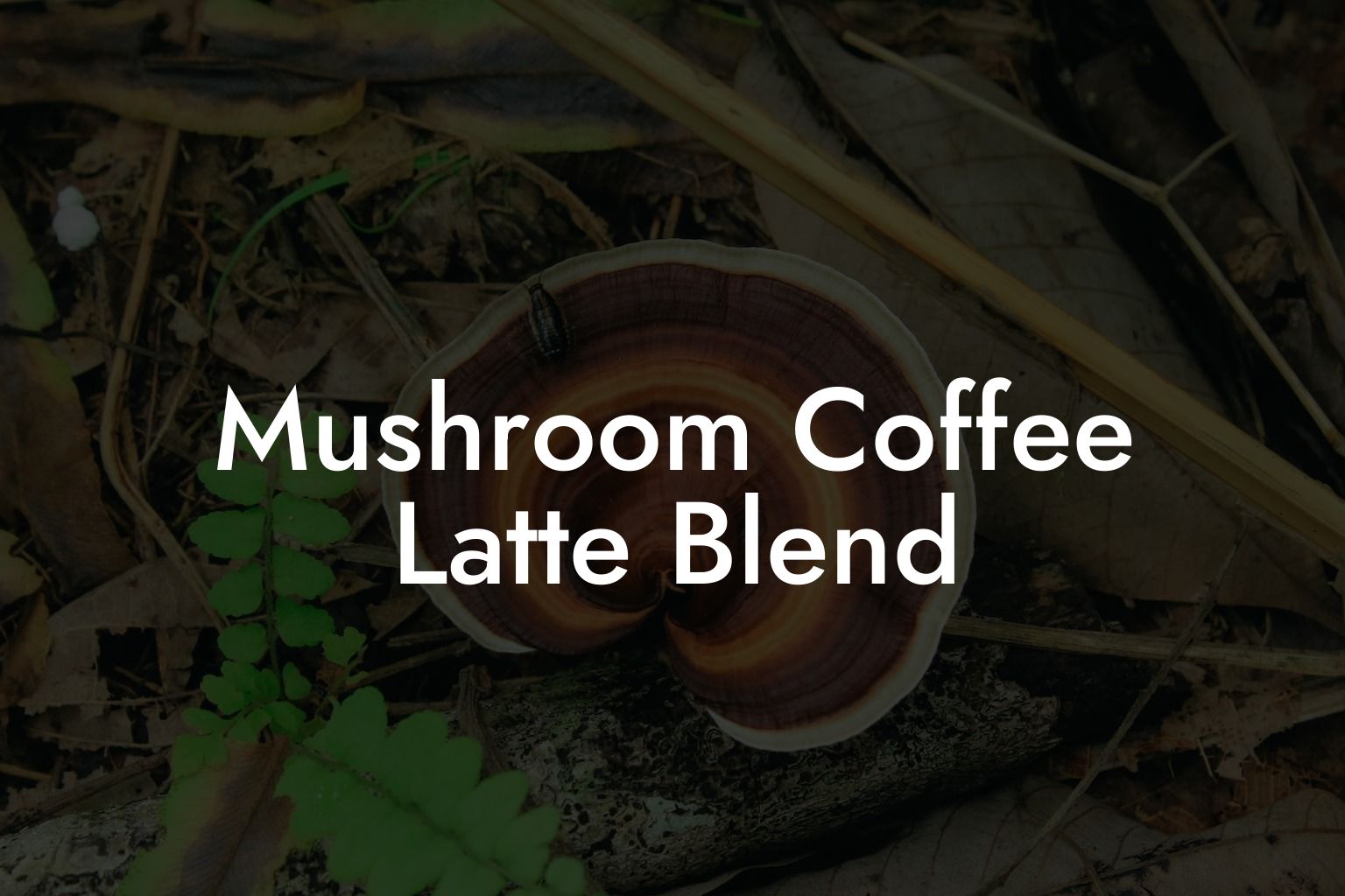 Mushroom Coffee Latte Blend