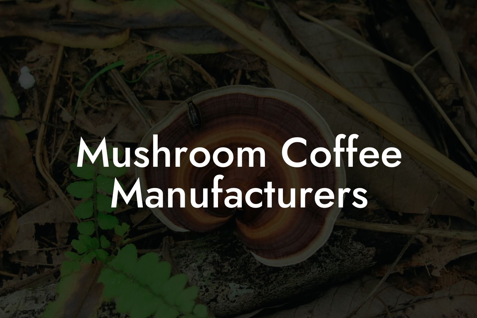 Mushroom Coffee Manufacturers