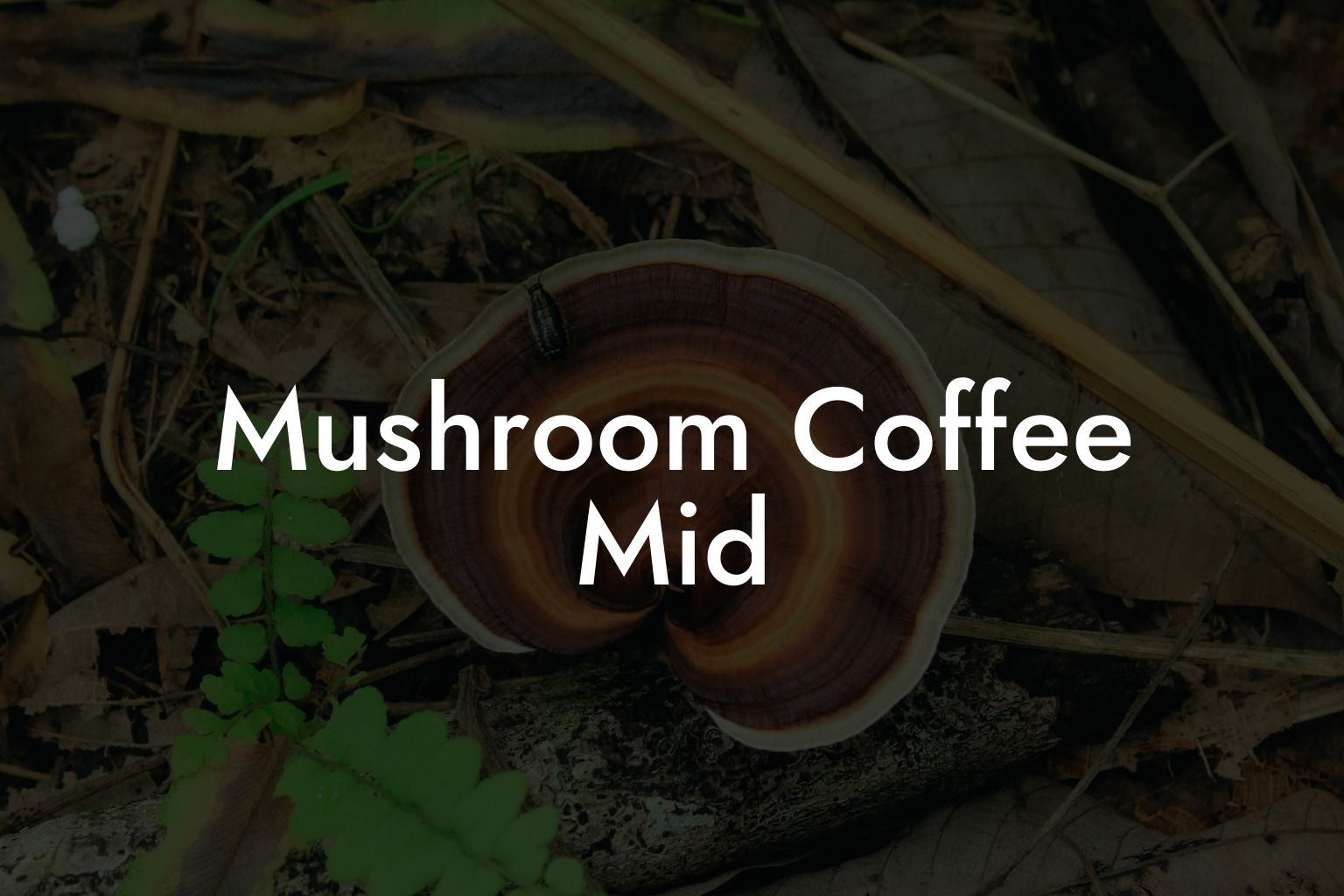 Mushroom Coffee Mid