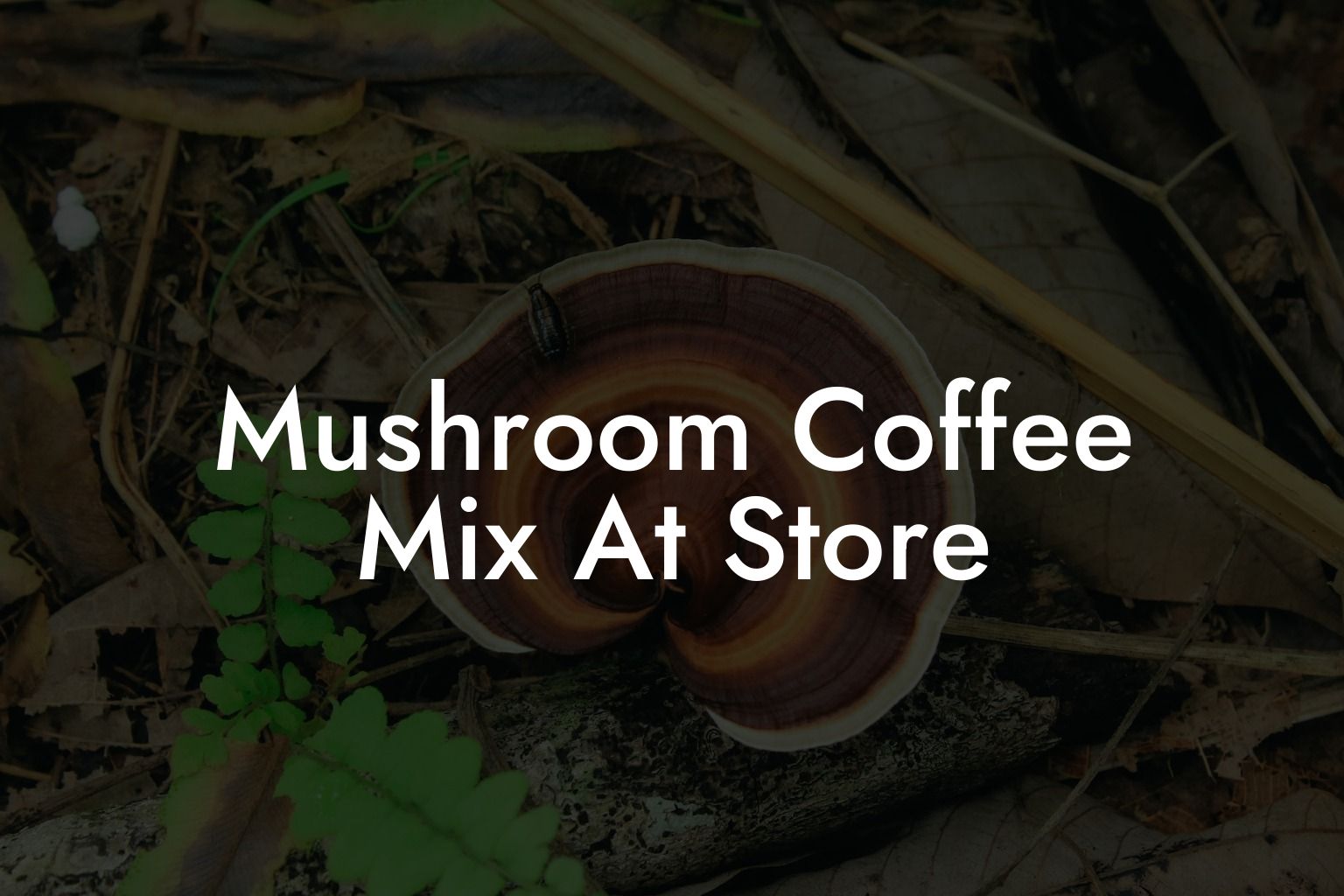 Mushroom Coffee Mix At Store