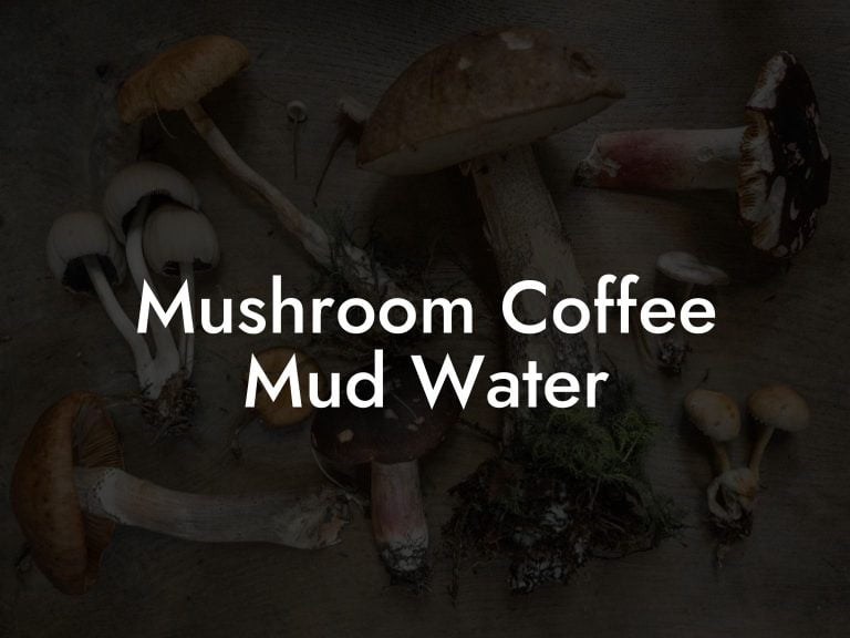 Mushroom Coffee Mud Water Mr Mushroom