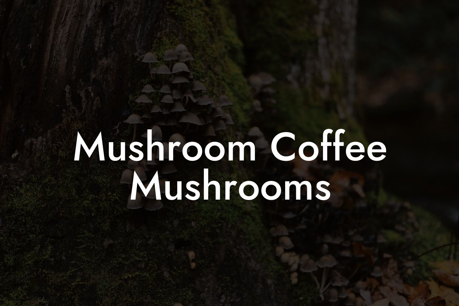 Mushroom Coffee Mushrooms