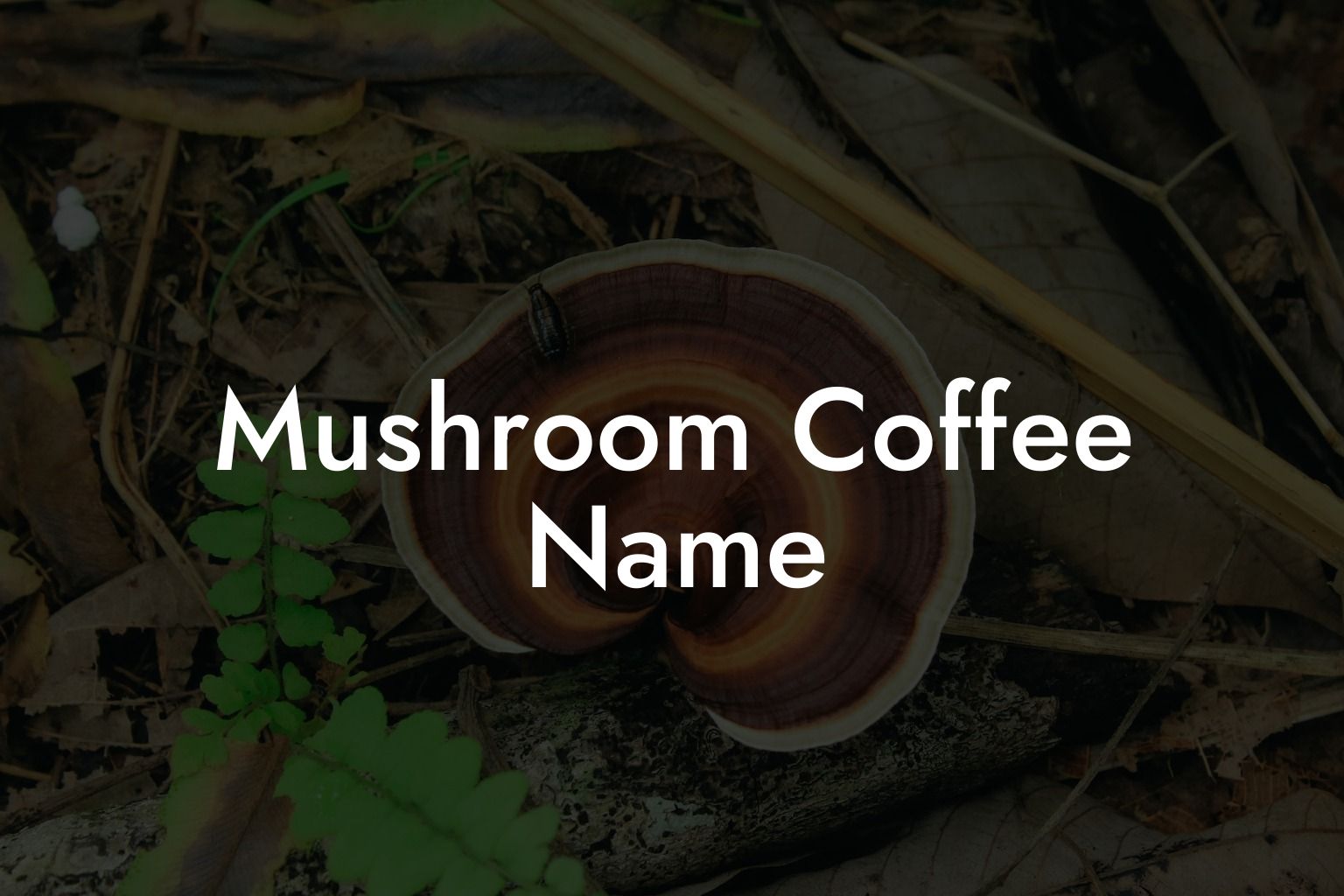 Mushroom Coffee Name
