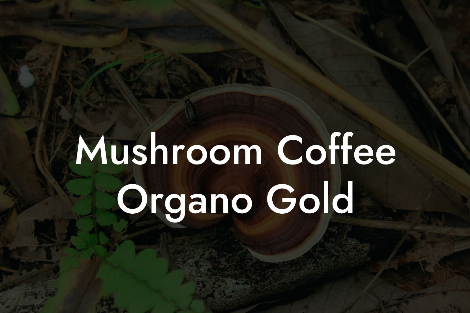 Mushroom Coffee Organo Gold