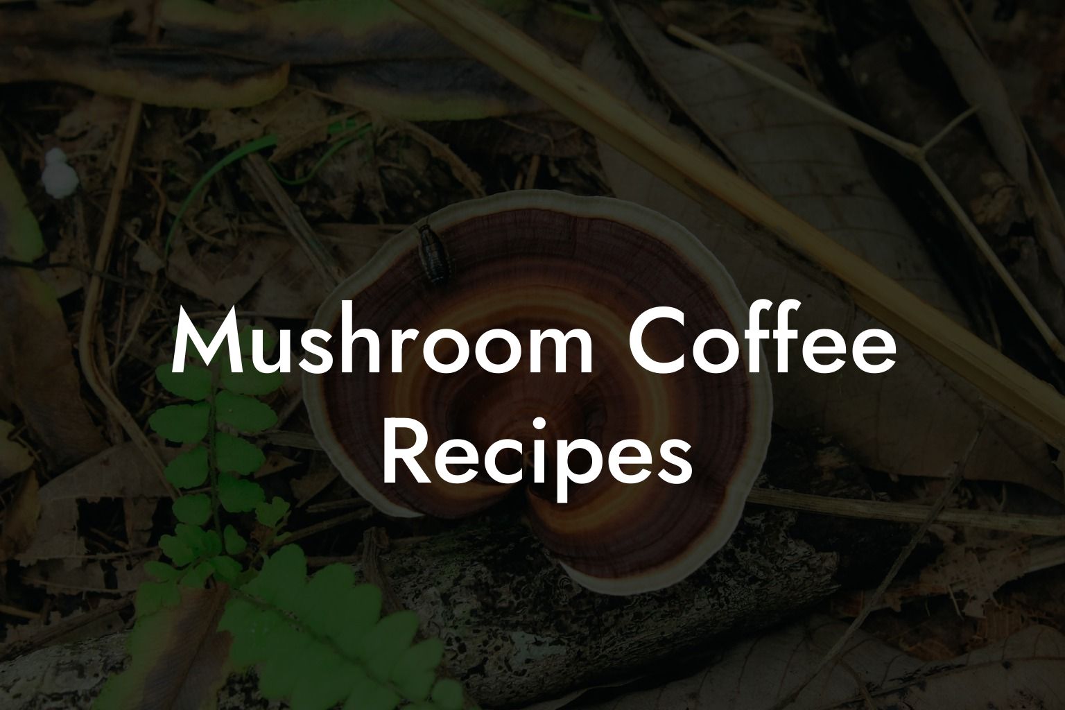 Mushroom Coffee Recipes