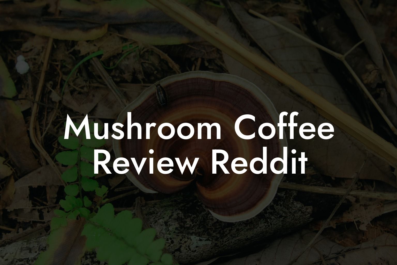 Mushroom Coffee Review Reddit