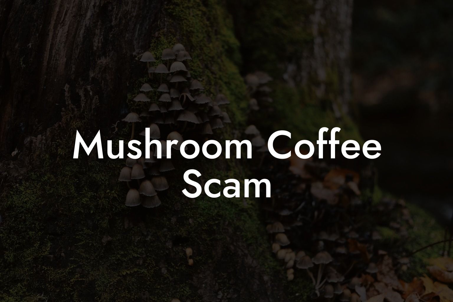 Mushroom Coffee Scam