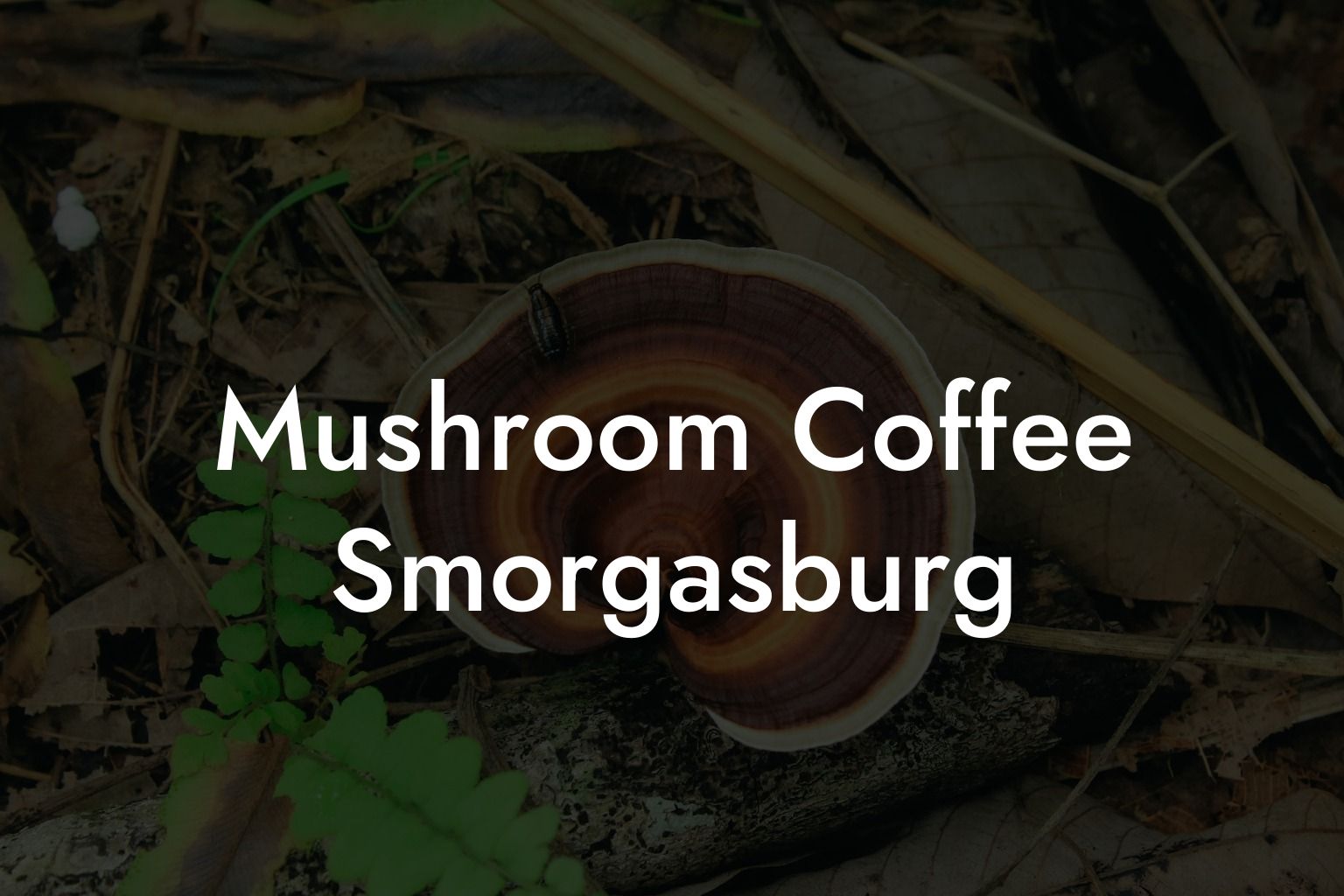 Mushroom Coffee Smorgasburg