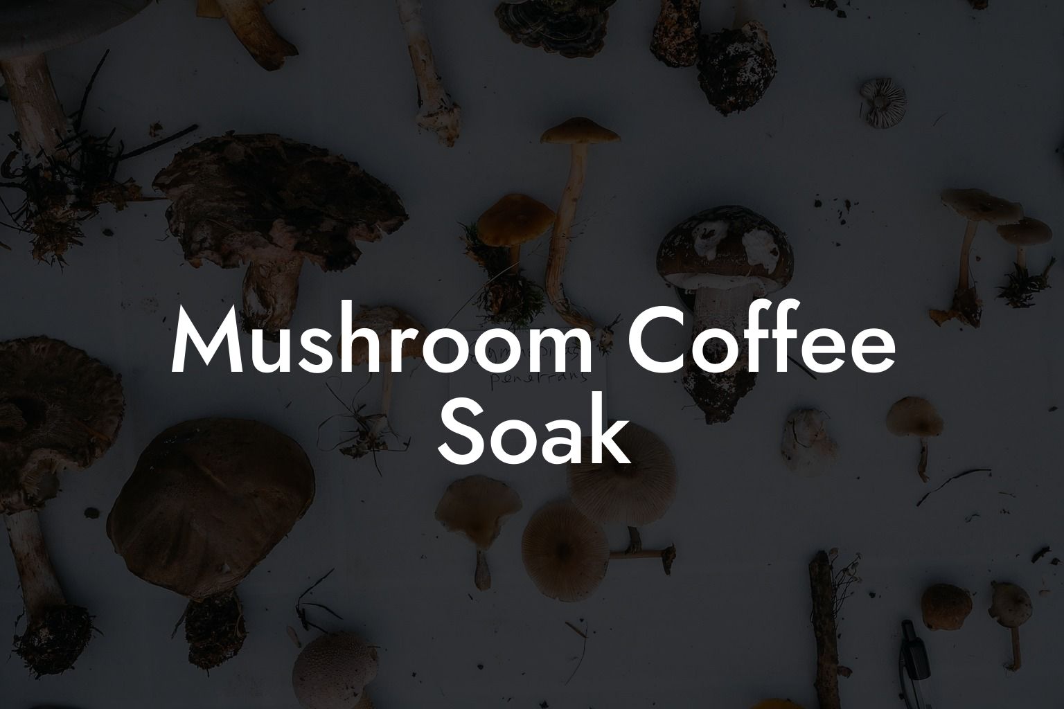 Mushroom Coffee Soak