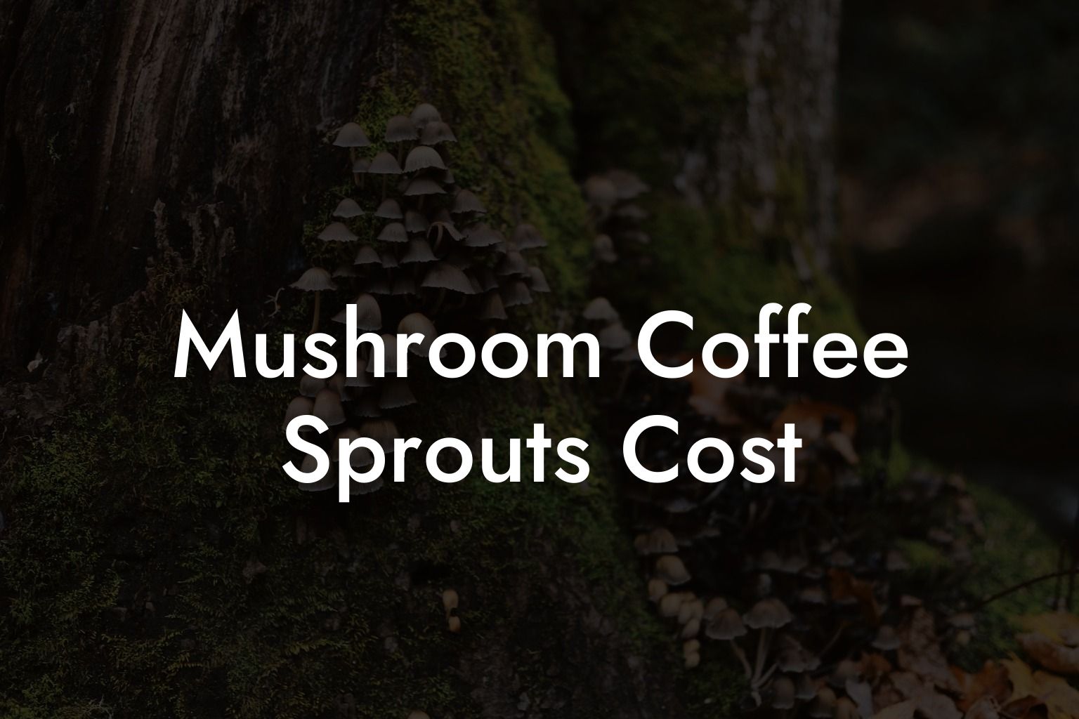 Mushroom Coffee Sprouts Cost