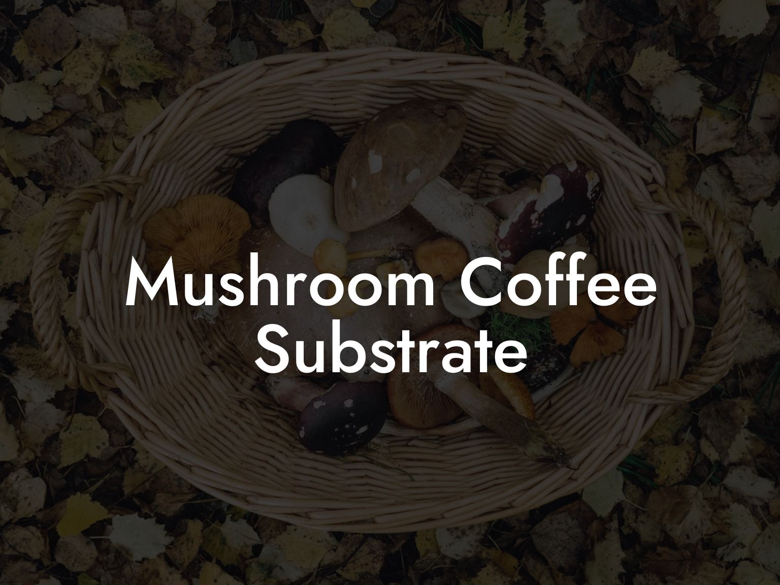 Mushroom Coffee Substrate