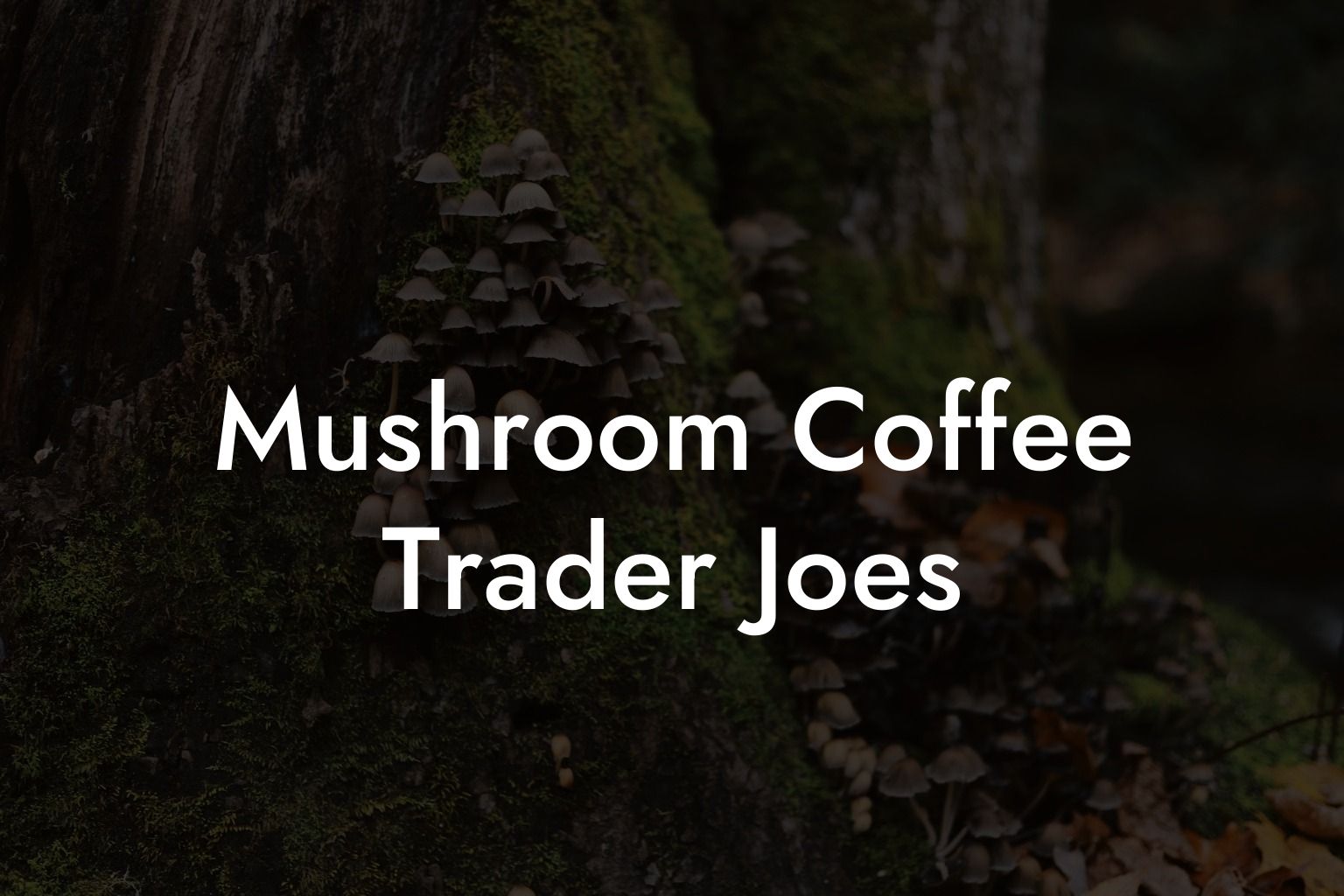 Mushroom Coffee Trader Joe's