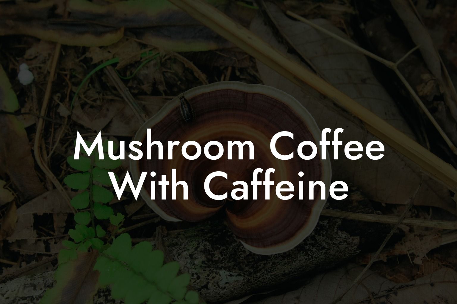 Mushroom Coffee With Caffeine