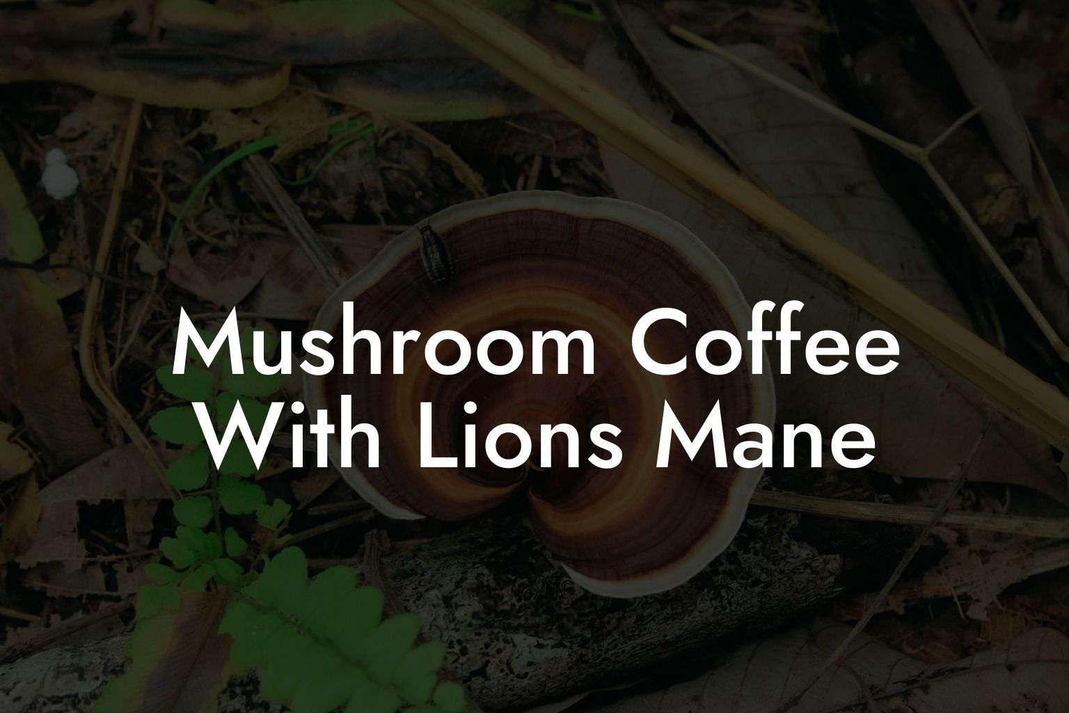 Mushroom Coffee With Lions Mane
