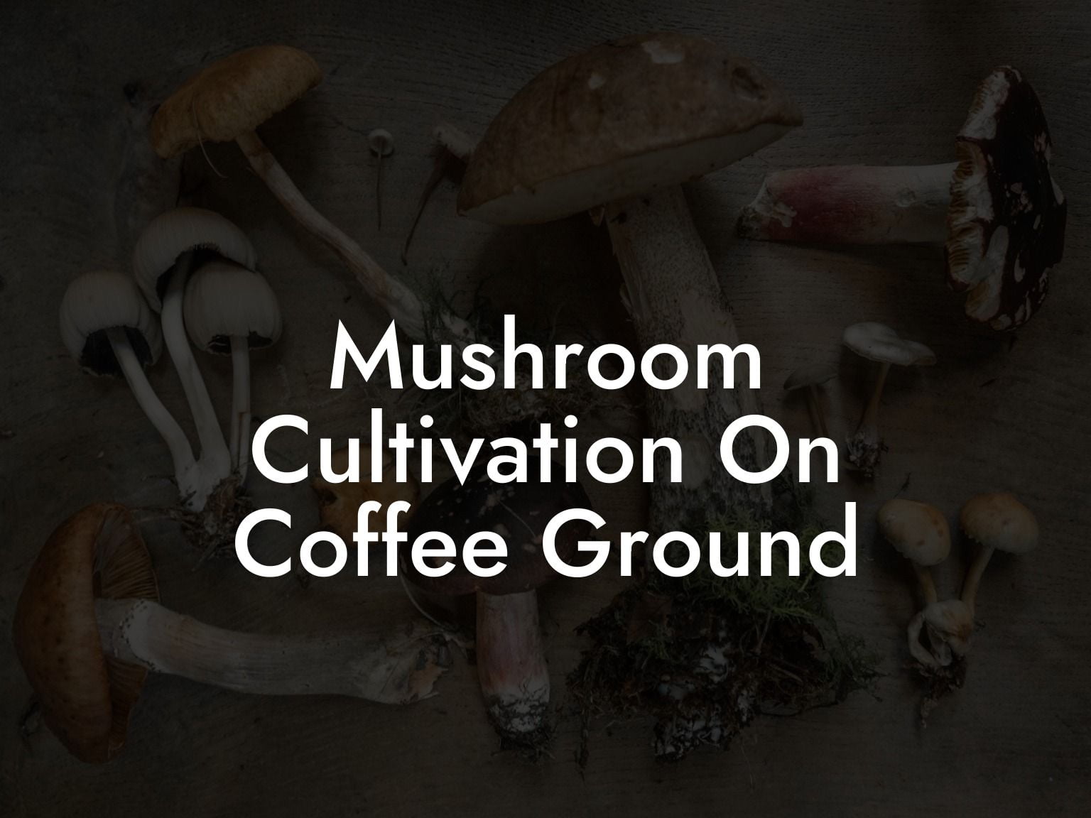 Mushroom Cultivation On Coffee Ground