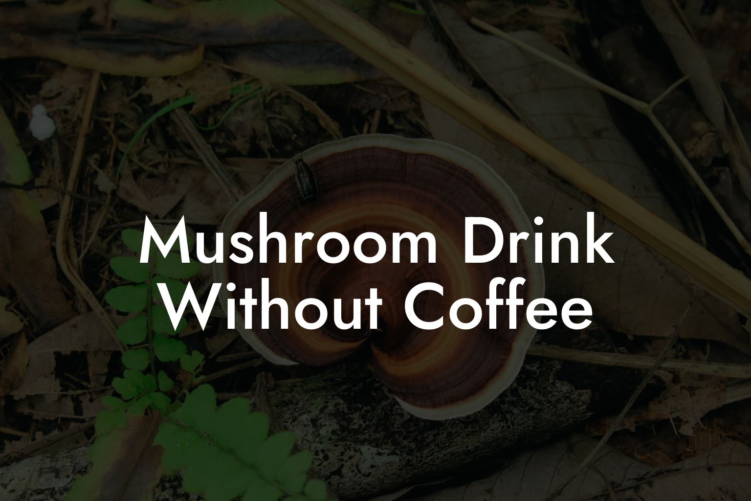 Mushroom Drink Without Coffee