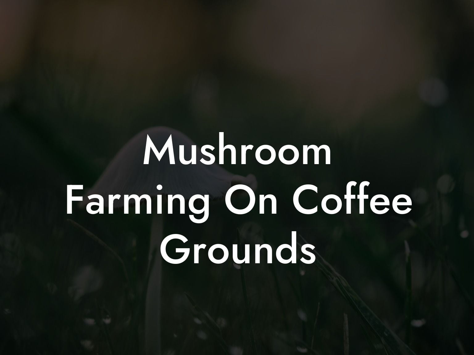 Mushroom Farming On Coffee Grounds